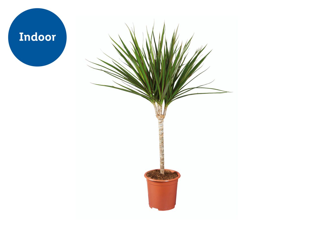 A Dracaena marginata plant in a terracotta pot.