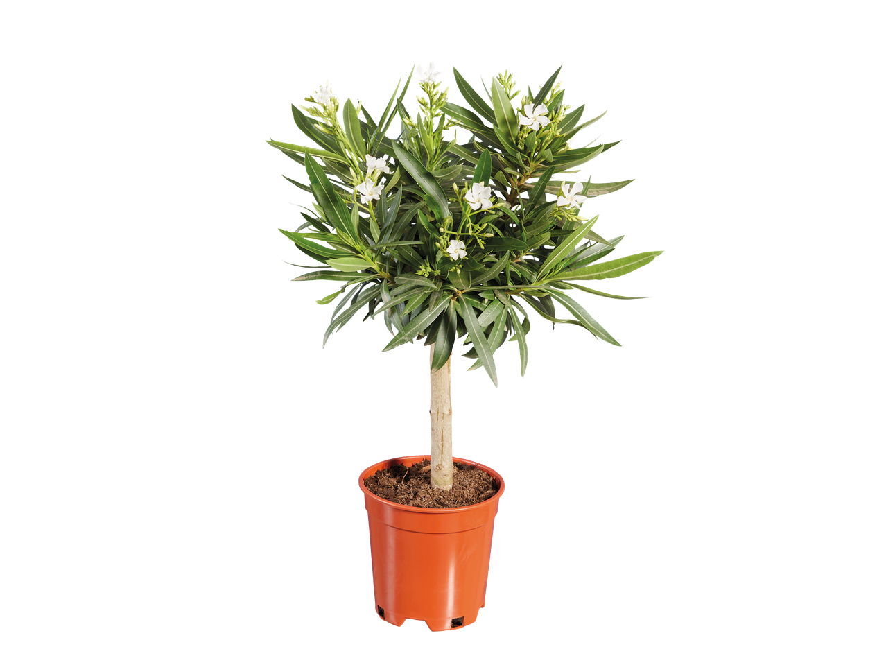 Petit arbre en pot avec des fleurs blanches sur fond noir.