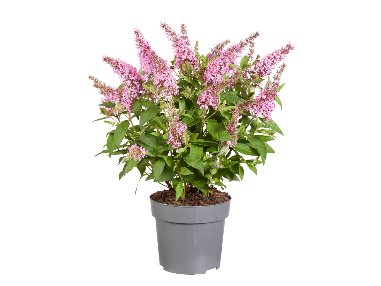 Roze Butterfly Candy vlinderstruik in pot met groene bladeren op een zwarte achtergrond.