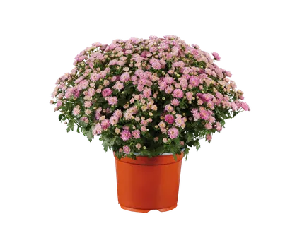 Chrysant