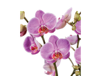 Orquídeas Phalaenopsis rosa claro.