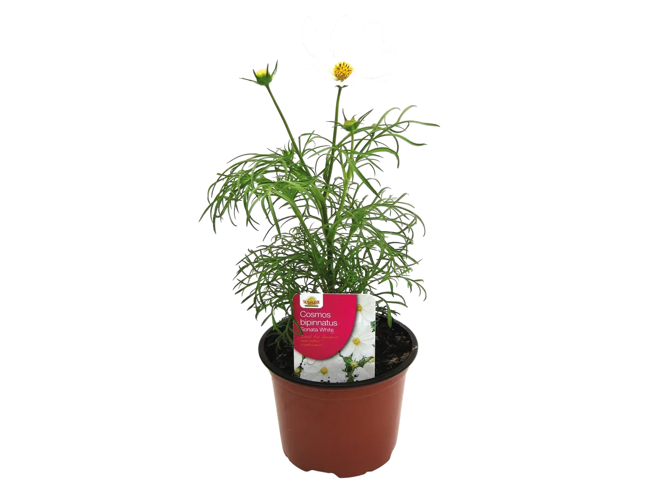 Cosmos bipinnatus Sonata White in pot.