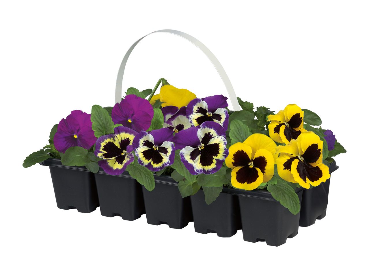 Viole del pensiero gialle e viola in un vassoio di plastica nero.