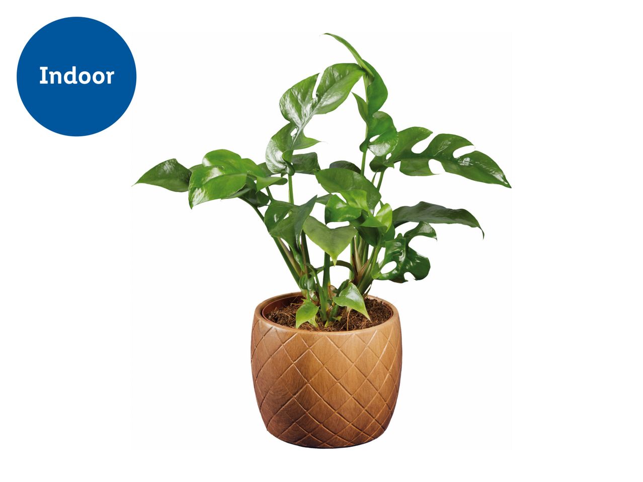 A small Monstera plant in a light brown wooden pot.