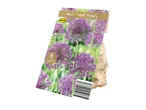 Pack of 8 Allium 'Violet Beauty' flower bulbs, size 10/12 cm