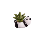 Sukulent u saksiji panda