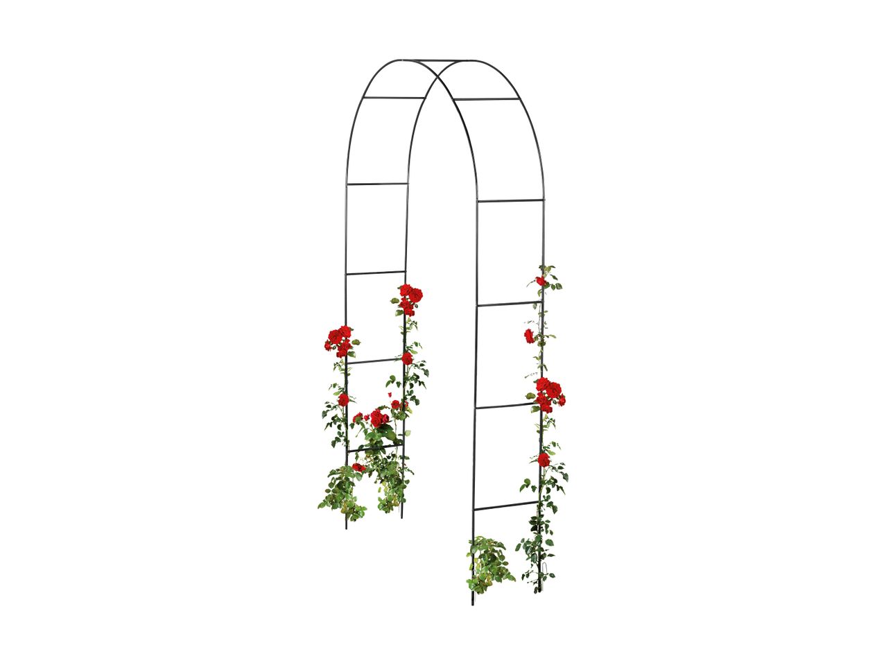 Black metal garden arch with red climbing roses