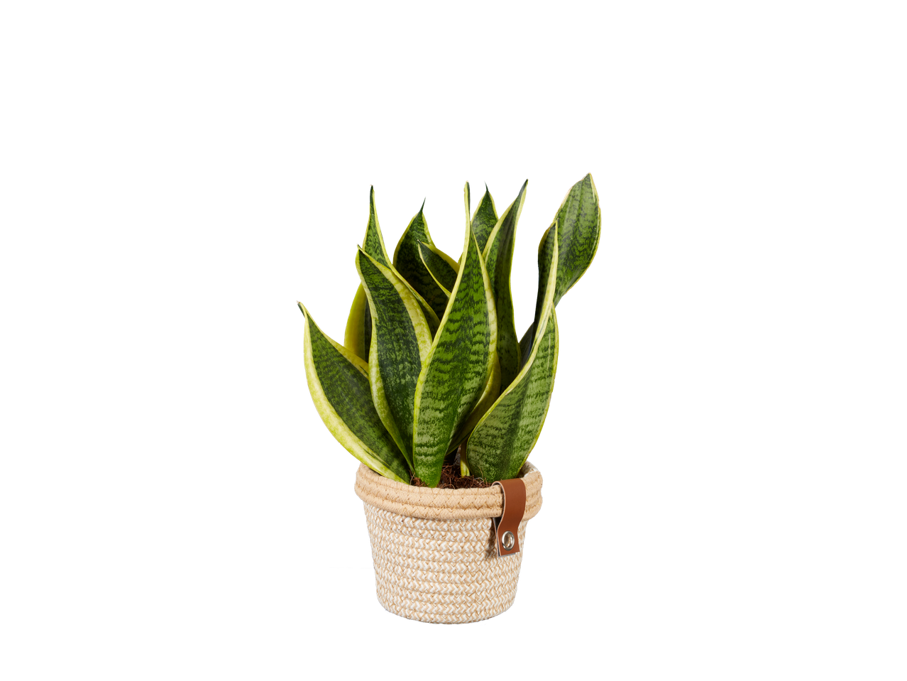 Biljka Sansevieria u pletenoj saksiji.