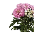 Cravos rosa e brancos com folhas verdes sobre fundo preto.