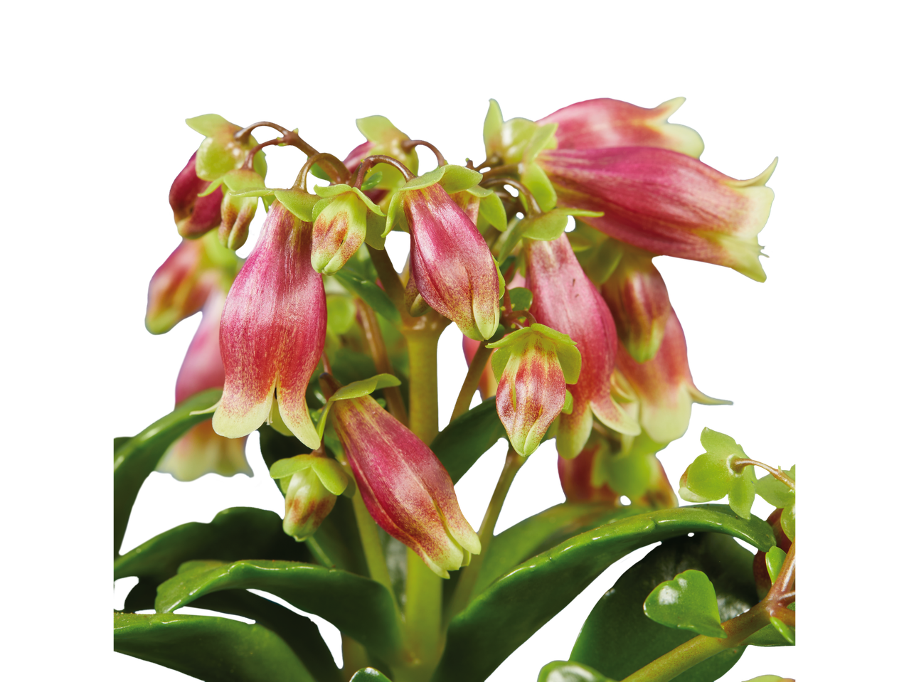 Flores vermelhas e verdes de Kalanchoe em close.