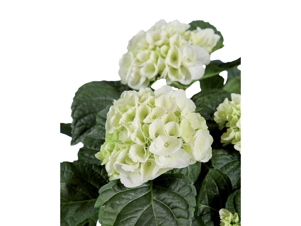 Flores de hortênsia brancas com folhas verdes.