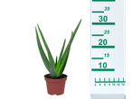 Aloe vera plant in a pot.