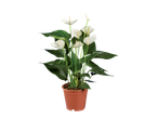 White Anthurium in a pot.