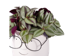 Planta Tradescantia em vaso com formato de rosto e óculos.