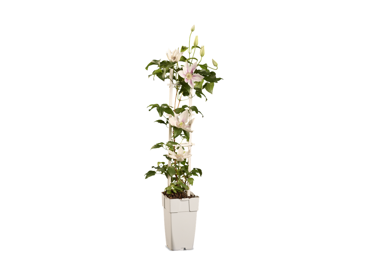 Clematis klimplant met witte bloemen in een witte pot
