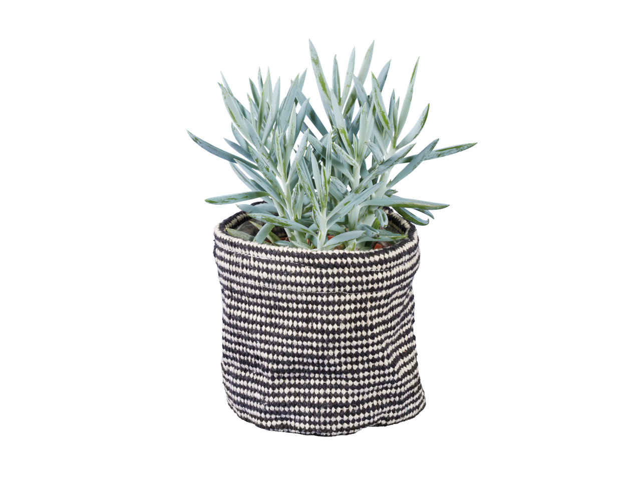 A cosy indoor plant in a black and white patterned pot.