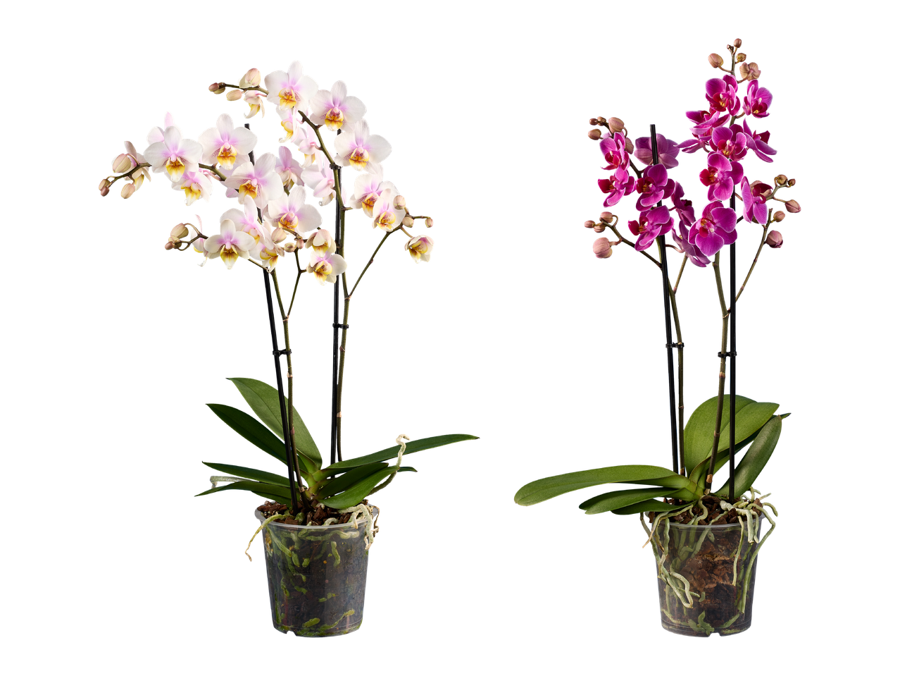 Kaksi orkideaa, toinen vaaleanpunainen ja toinen fuksia, mustalla taustalla.