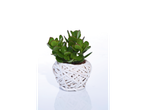 Сукулентна биљка Crassula ovata у белој плетеној саксији.