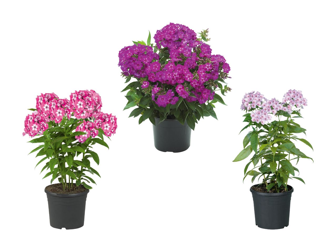 Drei Phlox-Pflanzen in Töpfen, rosa, violett und lila.