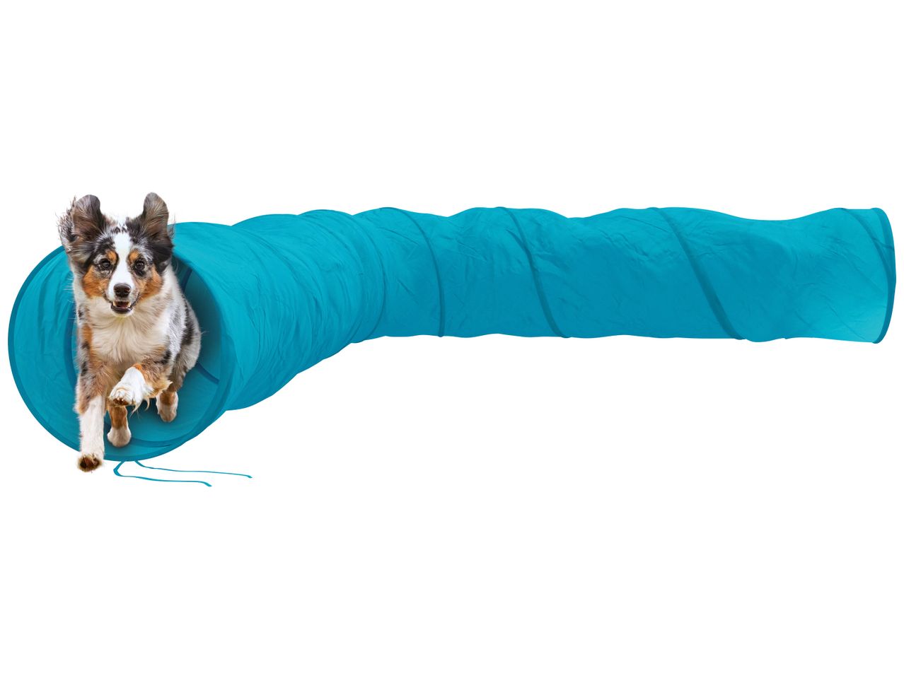 Accessoire Agility pour chien
