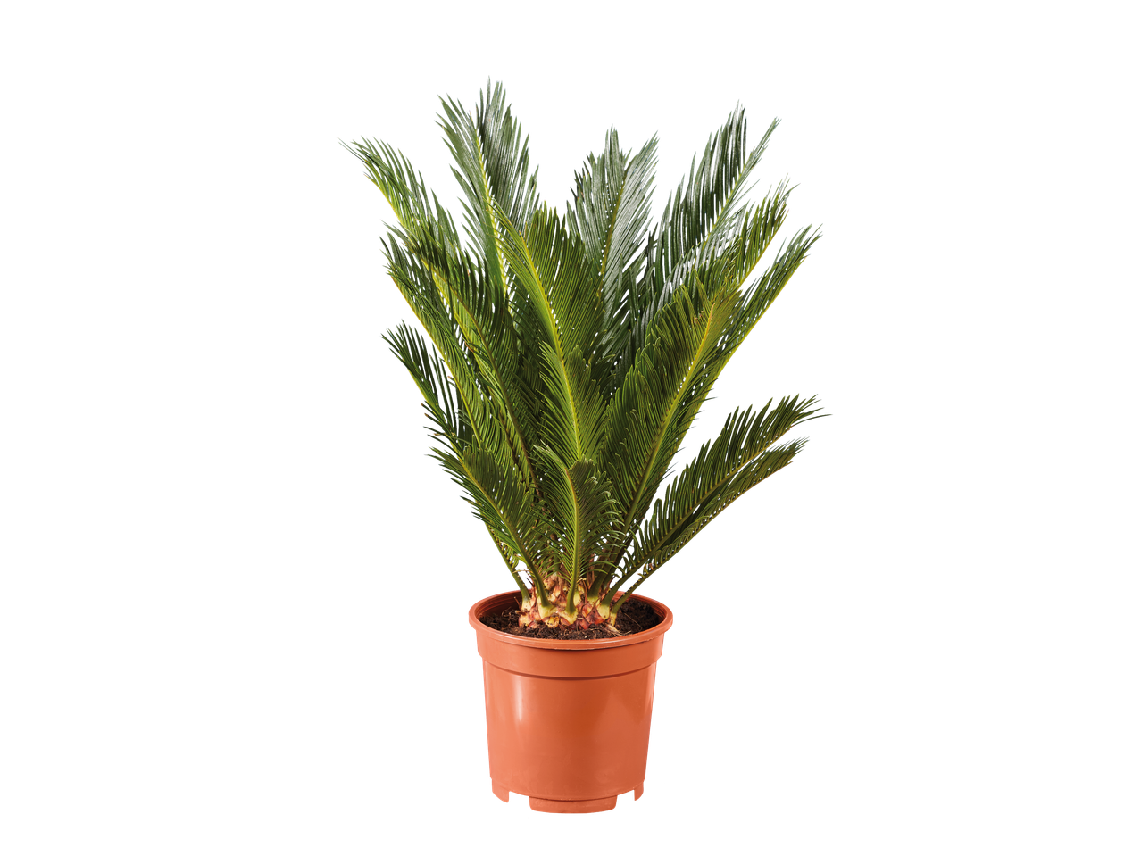 Plante de palmier sagou en pot marron sur fond noir.