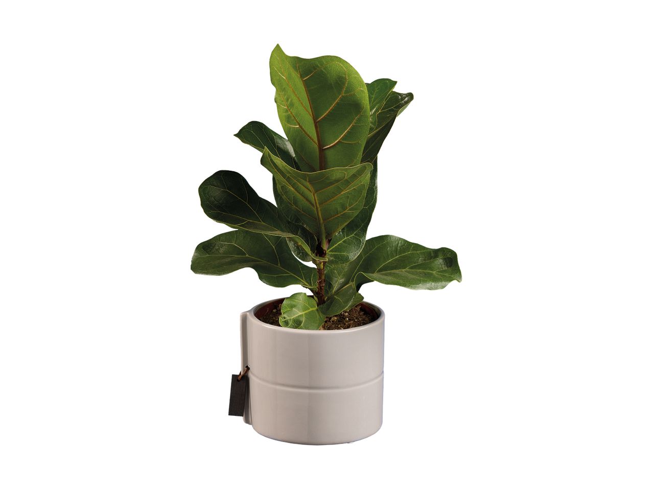 A fiddle-leaf fig plant in a light gray ceramic pot with a small black tag.