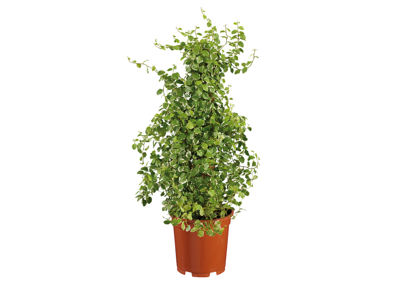 Plant in a brown pot.