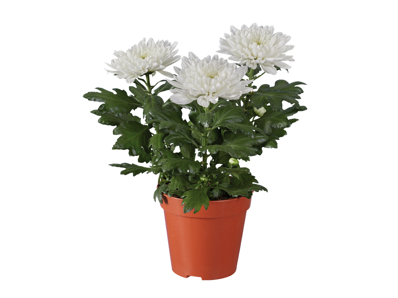 White Zembla Chrysanthemum in a brown pot