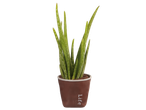 Aloe vera plant in a brown 'Life' pot.