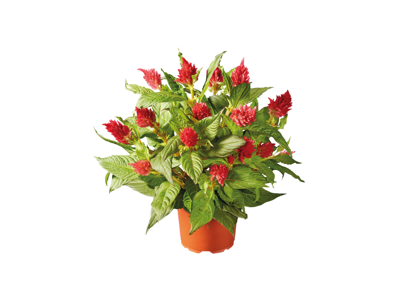 Célosie rouge en pot