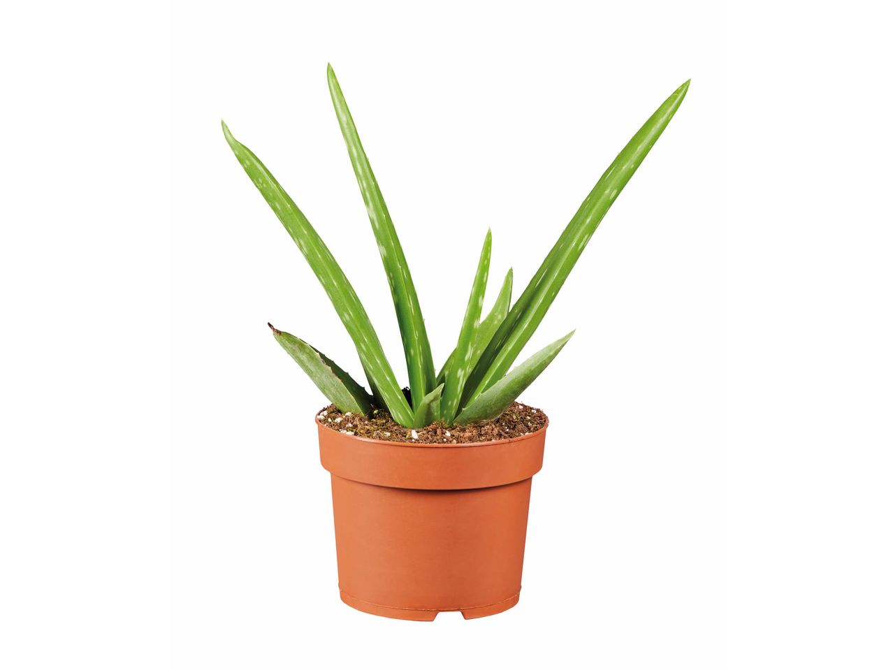 Egy aloe vera növény barna cserépben.