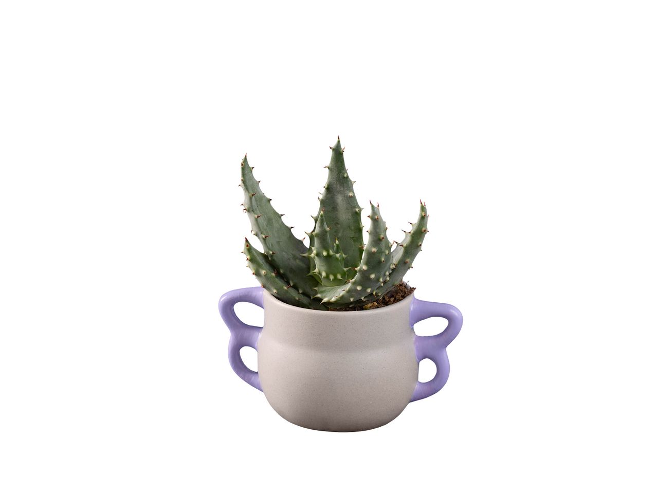 Petit aloès dans un pot blanc avec des anses violettes.