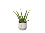 Aloe vera plant in a 'Nature' pot.
