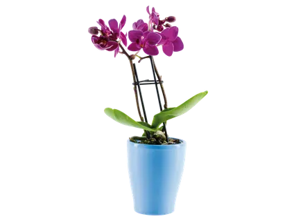 Mini orchidea kerámiában*