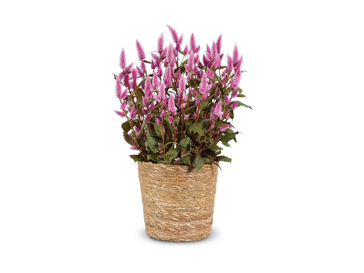Roze pluimcelosia in een rieten pot.