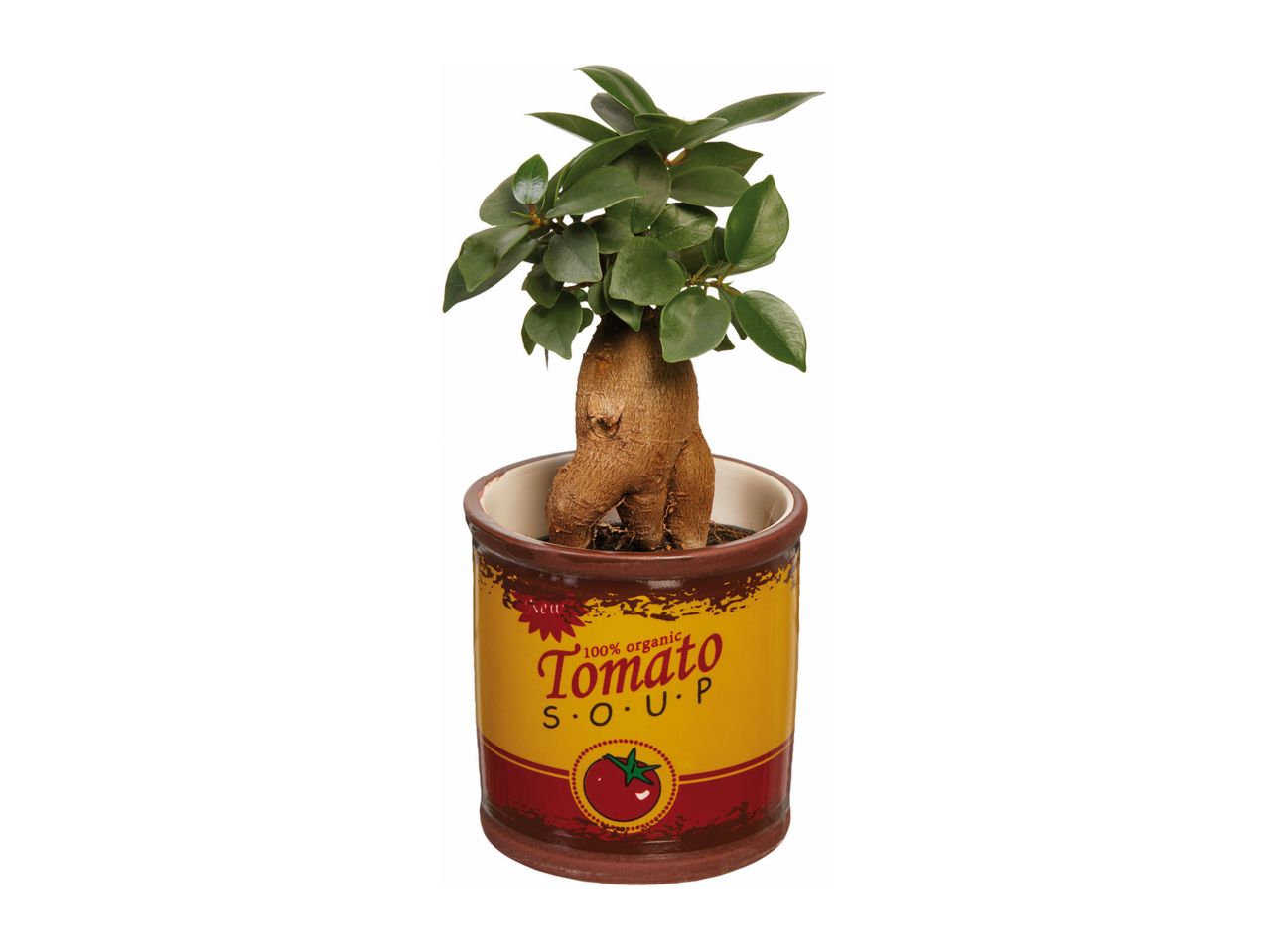A small bonsai tree in a ceramic pot designed to look like a tomato soup can.