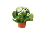 Uma planta Kalanchoe branca em um vaso marrom.