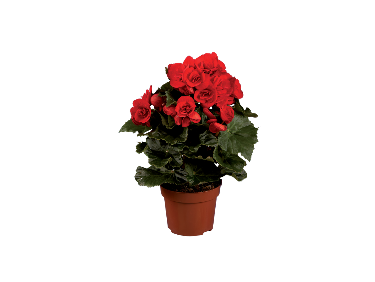 Potted red begonia plant with lush green leaves against a black background.