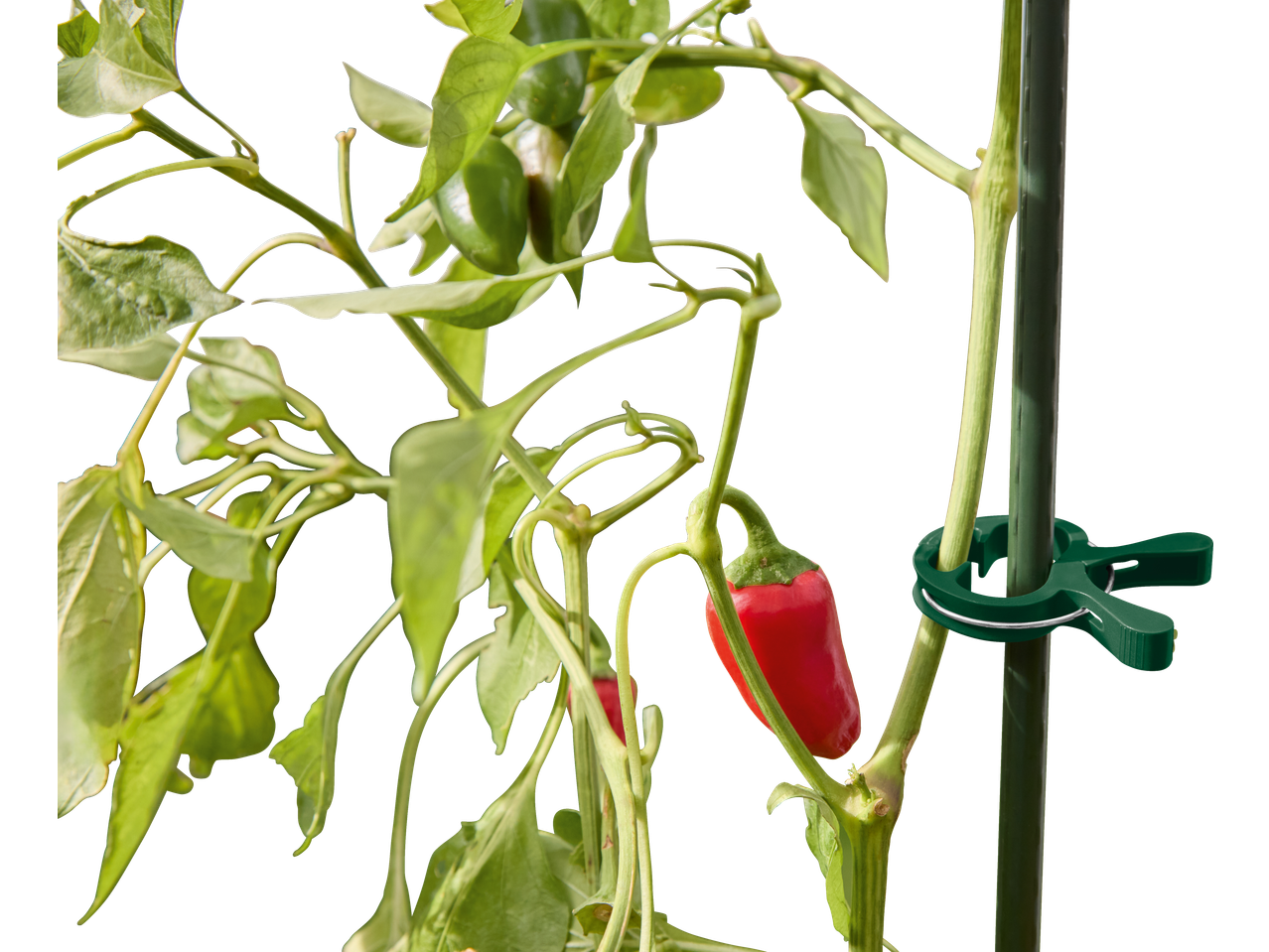 Planta de pimentão com frutos vermelhos e verdes, presa com um clipe de jardinagem Parkside.