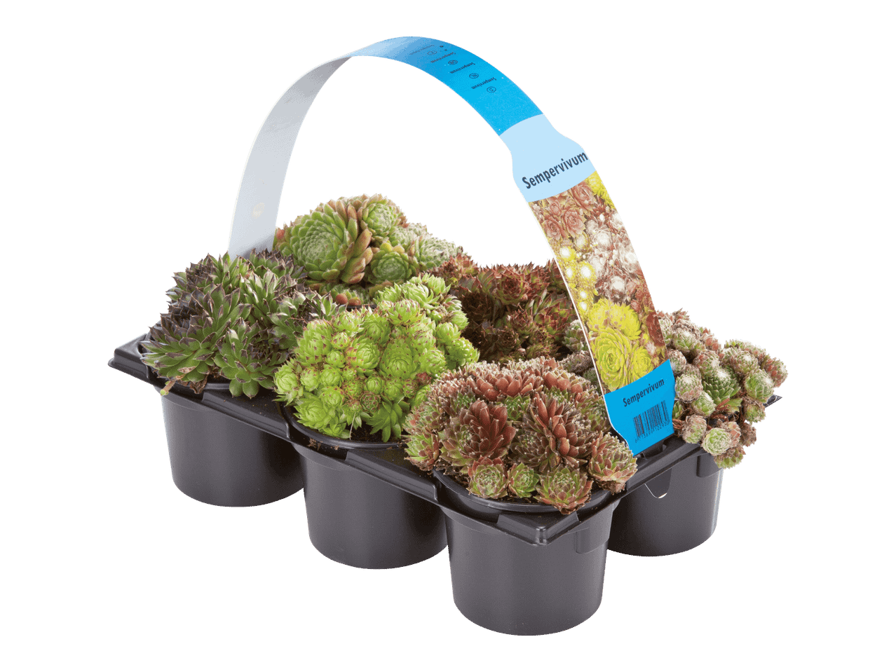 Kuusi Sempervivum-mehevää kasvia mustassa muovialustassa, jossa on sininen etiketti.
