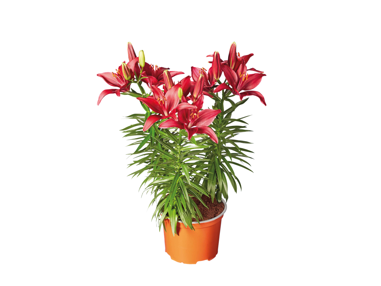 Lilies in a pot: red flowers in an orange pot.