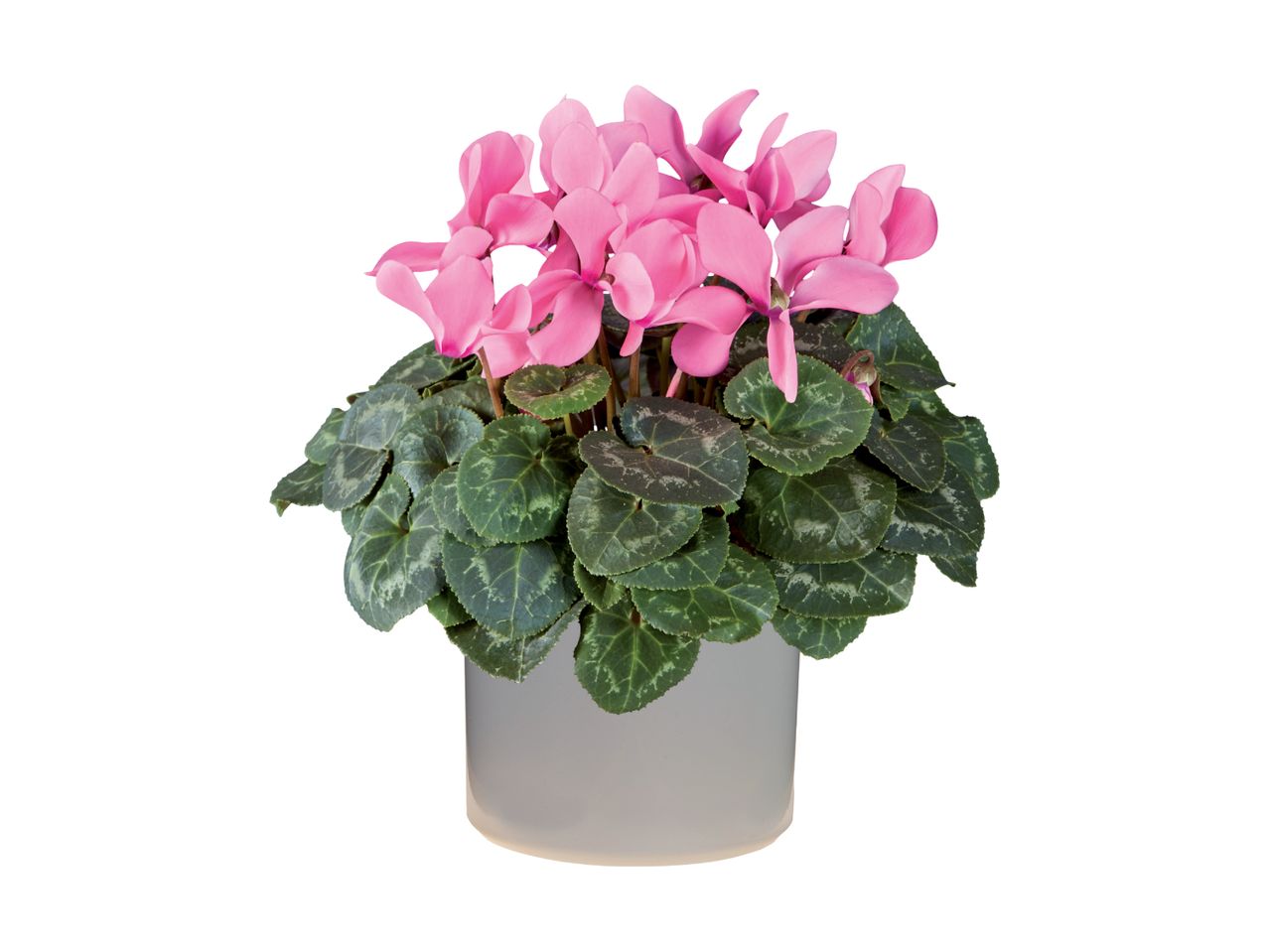 Go to full screen view: Cyclamen/​Azalea in Pot - Image 2