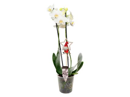 Ünnepi sokvirágú orchidea*