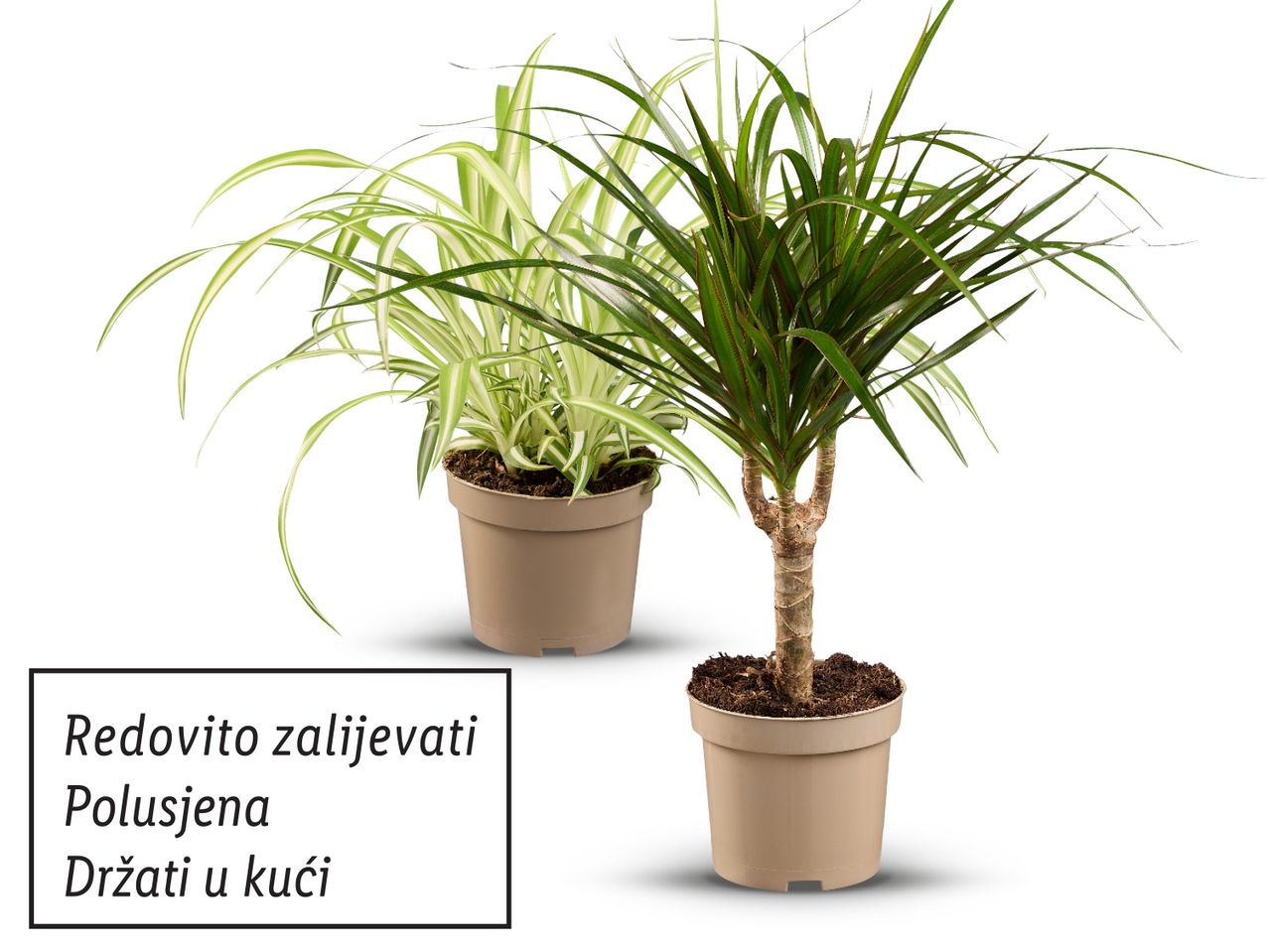 Dvije sobne biljke u posudama s uputama za njegu: redovito zalijevati, polusjena, držati u kući.