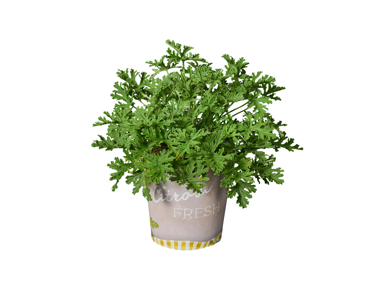 Citromillatú muskátli növény egy bézs színű, 'Citrosa Fresh' feliratú cserépben.