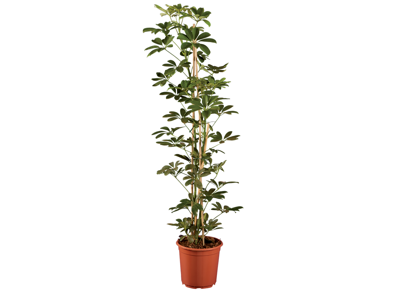 A tall, leafy houseplant with green foliage, supported by bamboo stakes in a brown pot.
