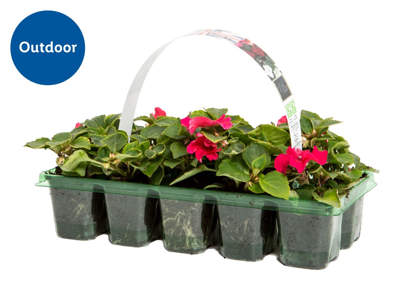 Tray of outdoor plants with pink flowers, a handle, and a label with care instructions.