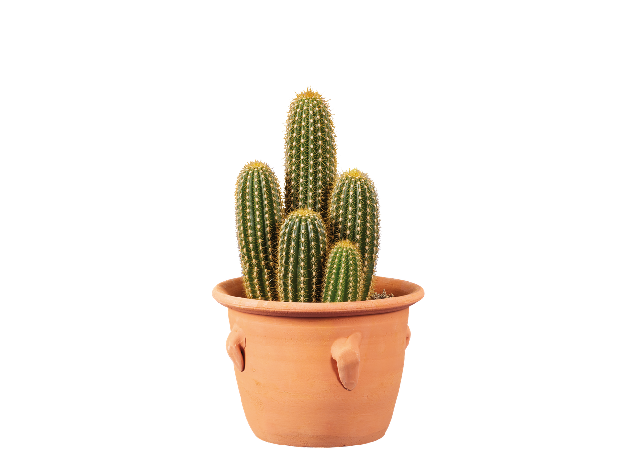 Cactus et succulentes en terracotta