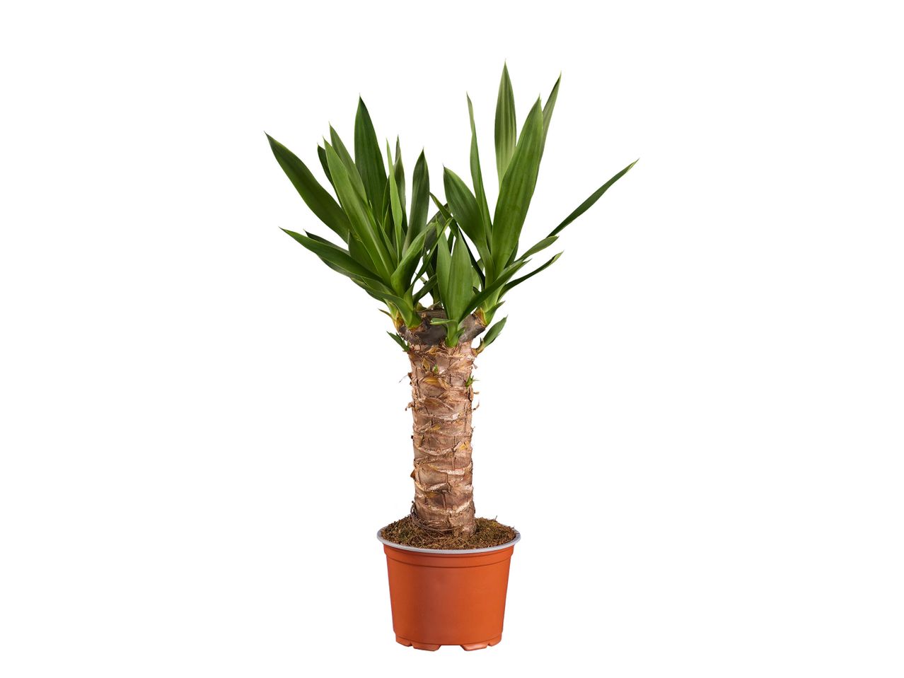 A potted Yucca plant with a thick, textured trunk and long, green leaves.