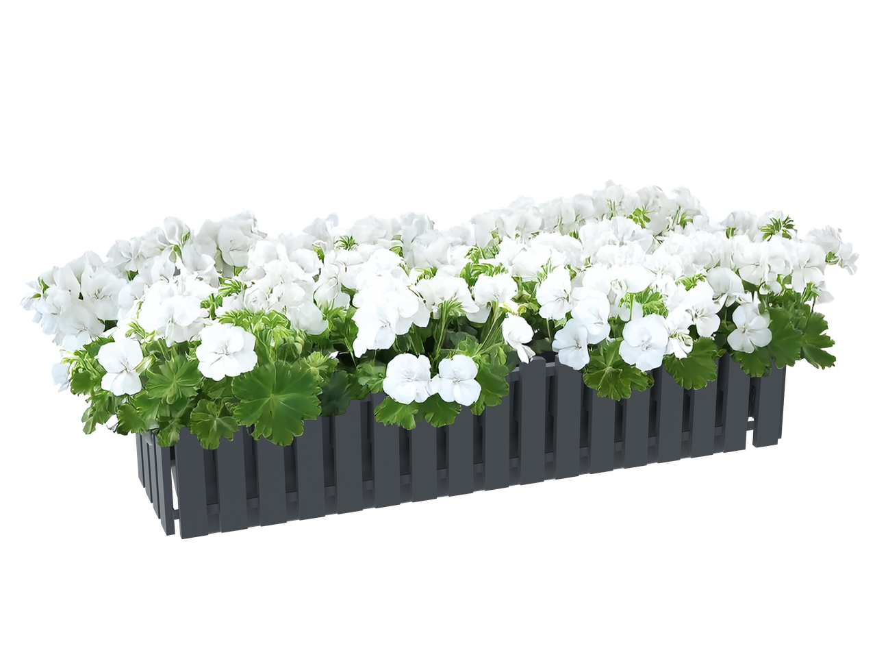 Fehér muskátli virágok egy hosszú, sötétszürke virágládában, fekete háttér előtt.